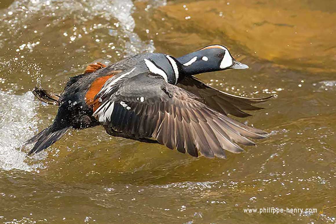 Harlequin duck by Philippe Henry ©
